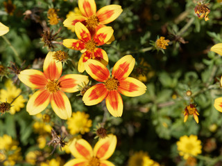 Bidens ferulifolia - Close up on petals of beedance painted red stripe