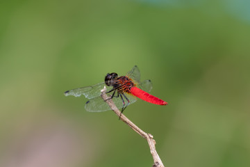 dragonfly on branch
