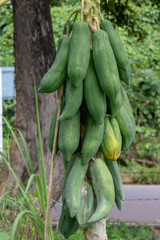 many of Raw papayas