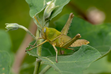grasshopper on a green leaf