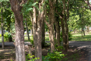 raw of trees beside the way