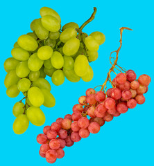grüne und rotes Trauben duo auf Hellblauen Hintergrund