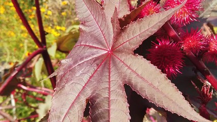Ricinus communis, also known as castor bean or castor oil plant. It is the world's most poisonous common plant. Leaf and fruit capsules on windy day.