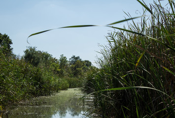 Swamp area Imperial Pond, Carska bara, Serbia. Large natural habitat for rare birds and other species.