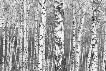 Fototapeta premium Young birches with black and white birch bark in spring in birch grove against the background of other birches