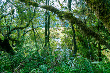 Obraz premium Minnehaha Walk￨nature study trial￨Te Wahipounamu￨The Place of Green Stone￨World Heritage in South West New Zealand