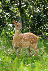 deer in the grass