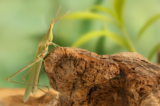 Сloseup Acrida oxycephala climbs on the snag on green leafs background