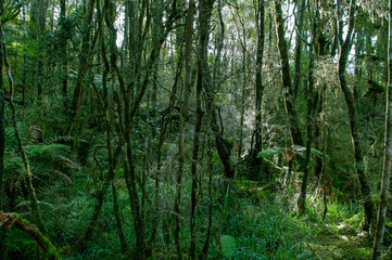 Minnehaha Walk￨nature study trial￨Te Wahipounamu￨The Place of Green Stone￨World Heritage in South West New Zealand