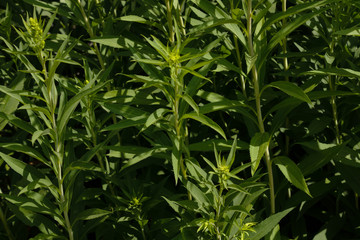 green plants, future flowers grow close to each other stretch to the sun