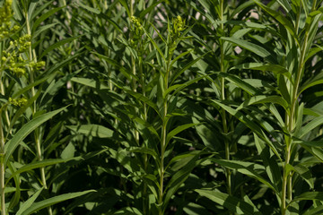 Fototapeta premium densely planted green plants with buds. under the bright rays of the sun