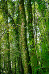 Fototapeta na wymiar Minnehaha Walk￨nature study trial￨Te Wahipounamu￨The Place of Green Stone￨World Heritage in South West New Zealand