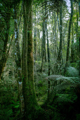 Minnehaha Walk￨nature study trial￨Te Wahipounamu￨The Place of Green Stone￨World Heritage in South West New Zealand