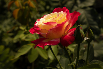 bush growth growing on a home flowerbed in the rays of the bright summer sun with yellow petals inside the flower and bright pink at the edges