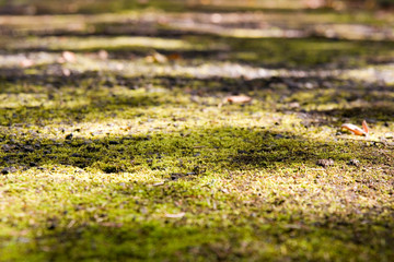 Moosteppich 3