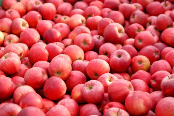 Red apples background. Selective focus. Homegrown organic fruit