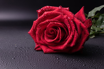 many small drops of transparent water on a gray surface and a bright red rose with clear lines.