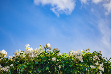 White lilies in contrast with blue sky and gentle clouds