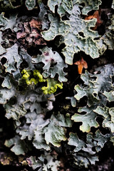 Foliose Lichen texture on the tree. Highly detailed fungus and moss in the outdoors forest.