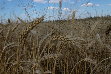 Obraz premium ears of ripe yellow wheat among the field against a blue sky with white clouds.