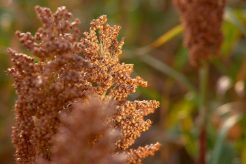 field of sorghum, named also durra, jowari, or milo. Is cultivated for its grain and used for food for animals and humans, and for ethanol production