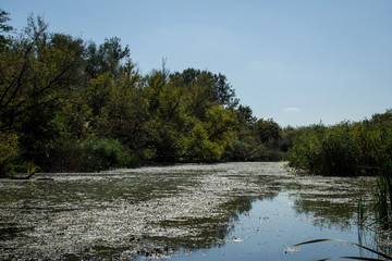 Swamp area Imperial Pond, Carska bara, Serbia. Large natural habitat for rare birds and other species.