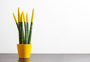 Sansevieria, velvet touchz with yellow color. © Antonio Gravante