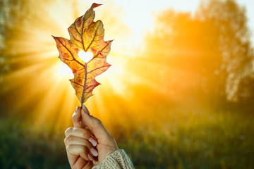 Autumn background with leaf held in woman's hand and with beautiful gold sunlight. Heart cut in leaf.