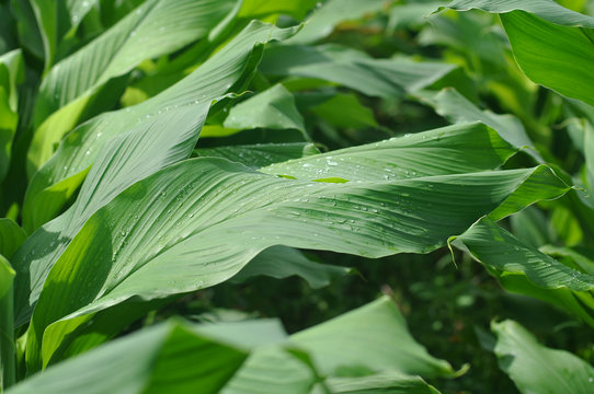 Turmeric green background image With water droplets on