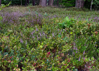Purple flowers meadow in the forest