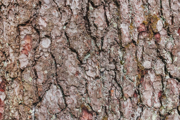 Pine tree bark texture. Close-up as a background in full screen