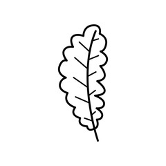 Hand drawn Leaf isolated on a white. Sketch. Vector illustration.