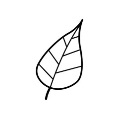 Hand drawn Leaf isolated on a white. Sketch. Vector illustration.