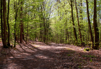 Green foliage in the forest