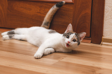 Cute cheerful kitten lying on the floor with his mouth open and looks away curiously