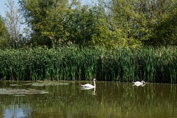 Swamp area Imperial Pond, Carska bara, Serbia. Large natural habitat for rare birds and other species.