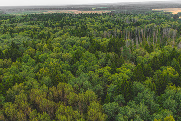 Fototapeta premium Top view of the mixed green forest and fields with crops