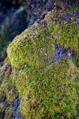 moss on a tree