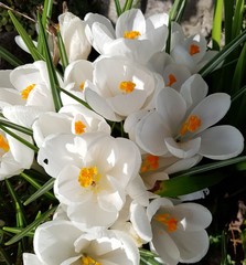 White Crocus Flowers 