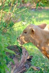 Cows in the field