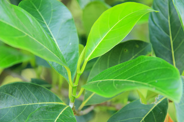 Natural green leaves And dayligh