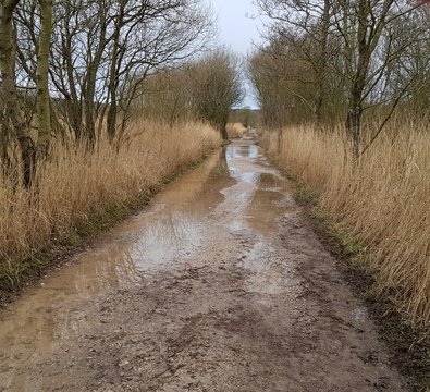 Leighton Moss Causeway