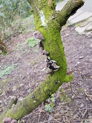 Jelly Wood Ear Fungus on Mossy Tree 