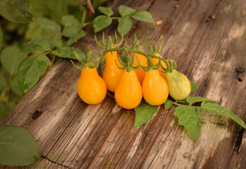 Yellow tomatoes on a branch. Tomatoes grow in the garden. Bright photo in warm colors.