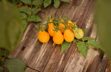 Yellow tomatoes on a branch. Tomatoes grow in the garden. Bright photo in warm colors.