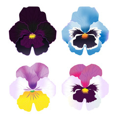vector set of pansy flowers