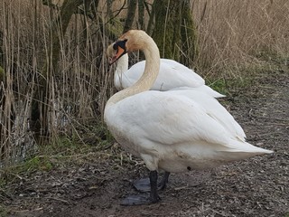 Pair of Mute Swans 