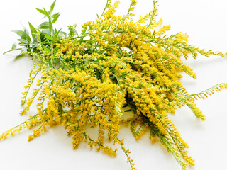 Obraz premium Goldenrod her on wood
