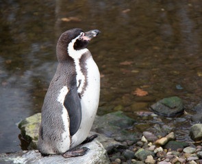 Penguin 