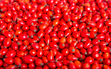 Many ripe rose hip berries